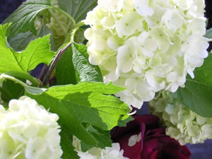 Green Hydrangea in sun.